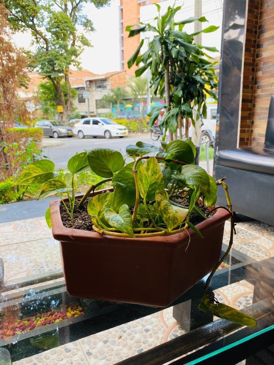 Hotel Tree House 麦德林 外观 照片
